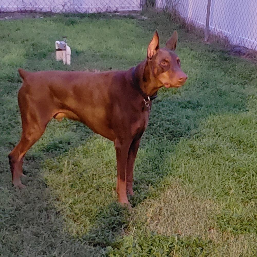 Meet your Posher, Sharon